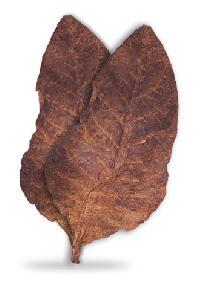 Black Chopadiya Tobacco